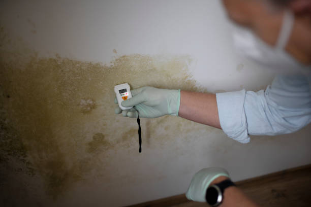 Office Mold Removal Services in Beaver Creek, TX