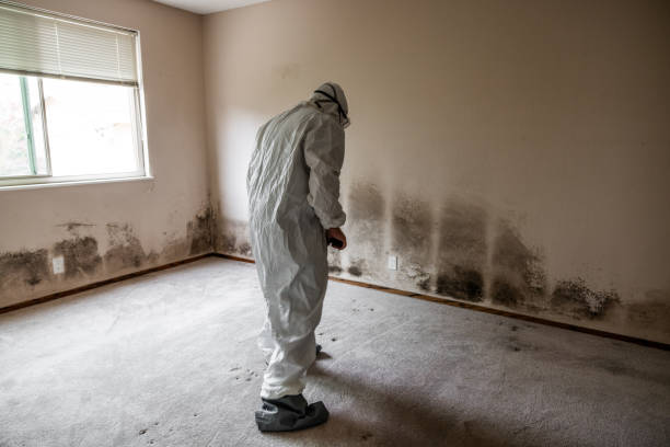 Best Attic Mold Removal  in Beaver Creek, TX
